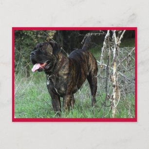 Cane Corso Italian Mastiff Postcard