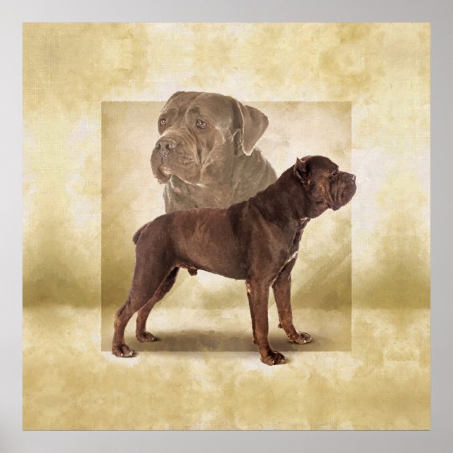 Cane Corso - Italian Mastiff Poster (Front)