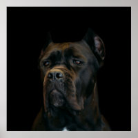 Cane Corso - Italian Mastiff