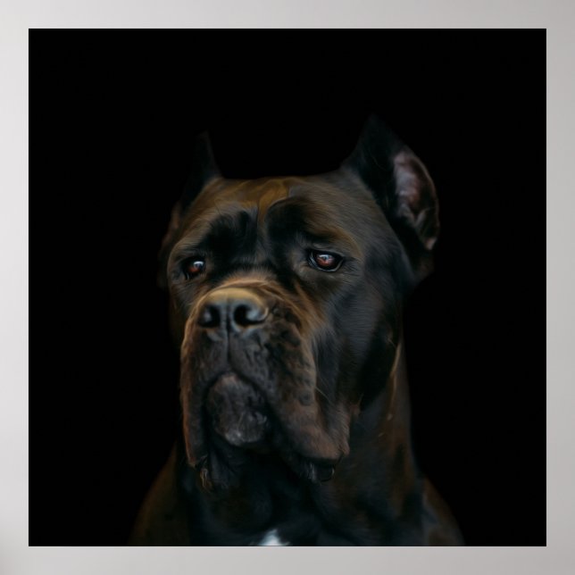 Cane Corso - Italian Mastiff Poster (Front)