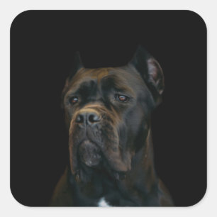 Cane Corso - Italian Mastiff Square Sticker