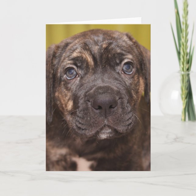 Cane Corso Mastiff Puppy Note Card (Front)