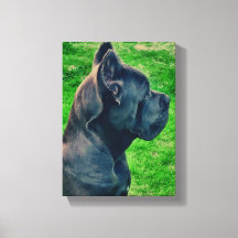 Cane Corso portrait