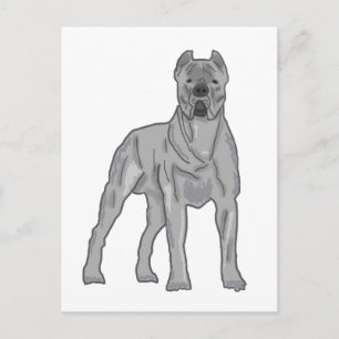 Cane Corso Postcard