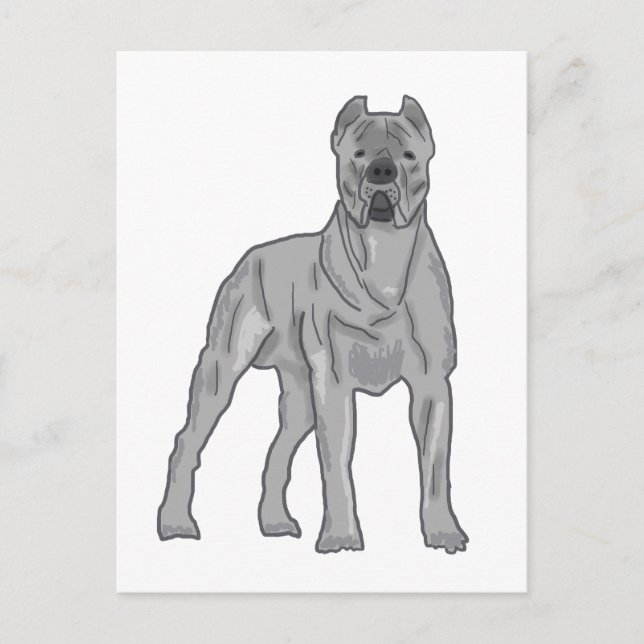 Cane Corso Postcard (Front)