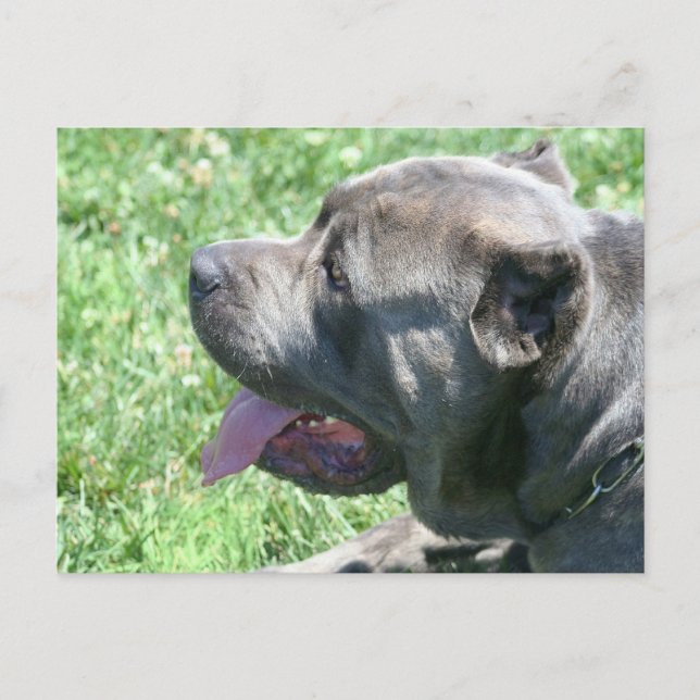 Cane Corso postcard (Front)