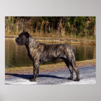 Cane Corso Print