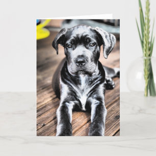 cane corso pup 2.png card