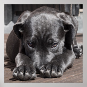 Cane Corso Puppy Poster
