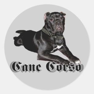 Cane Corso puppy stickers