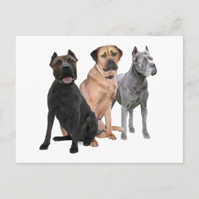 Cane Corso Three Postcard (Front)
