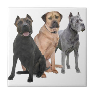 Cane Corso Three Tile