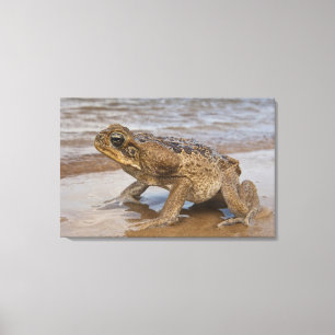 Cane Toad Rhinella marina, previously Bufo Canvas Print