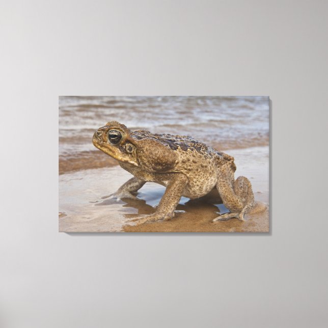 Cane Toad Rhinella marina, previously Bufo Canvas Print (Front)