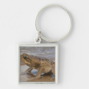 Cane Toad Rhinella marina, previously Bufo Key Ring