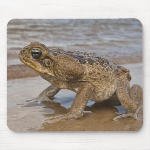 Cane Toad Rhinella marina, previously Bufo Mouse Mat