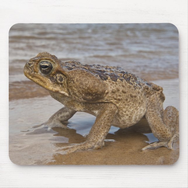 Cane Toad Rhinella marina, previously Bufo Mouse Mat (Front)