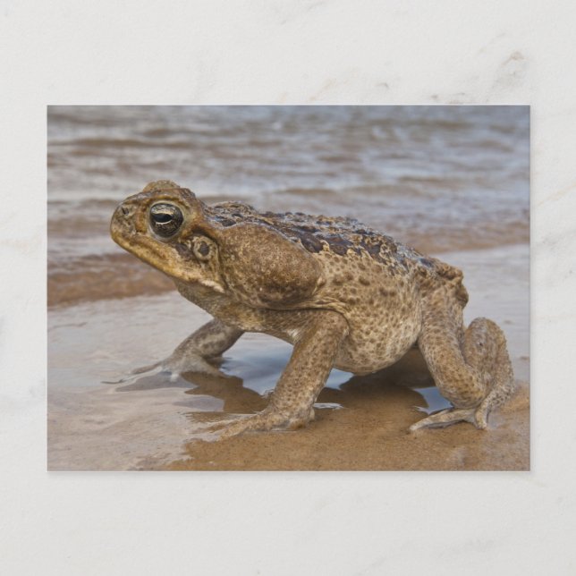 Cane Toad Rhinella marina, previously Bufo Postcard (Front)
