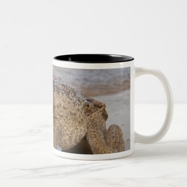 Cane Toad Rhinella marina, previously Bufo Two-Tone Coffee Mug (Right)