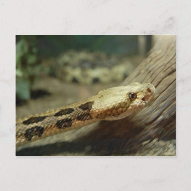 Canebrake Rattlesnake Postcard (Front)