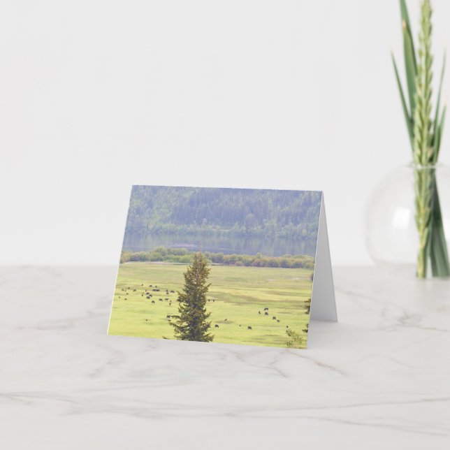 Canim Lake Cattle Note Card (Front)