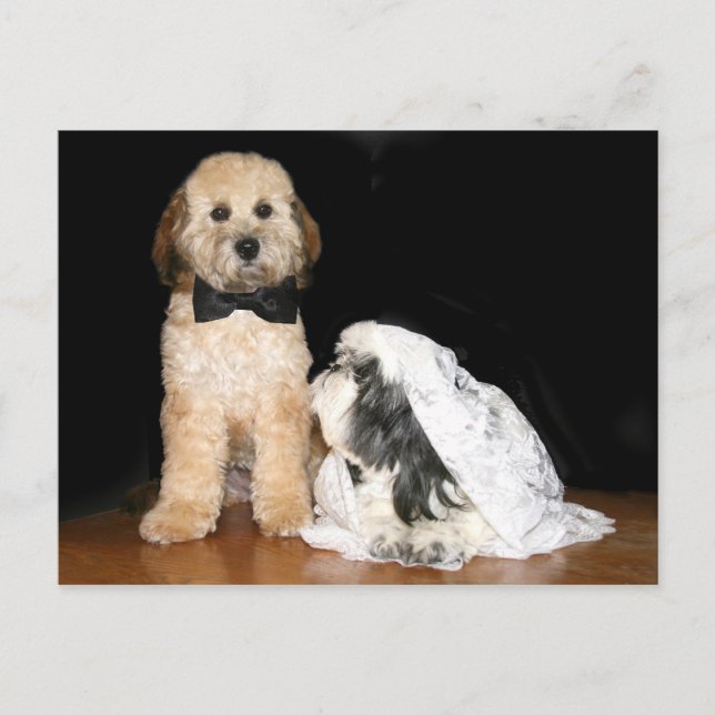 Canine bride and groom postcard (Front)