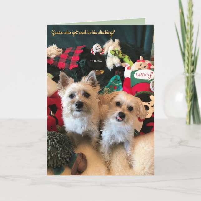 Canine Coal Collector Christmas Card (Front)