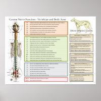 Canine Dog Spinal Nerves Function Veterinary