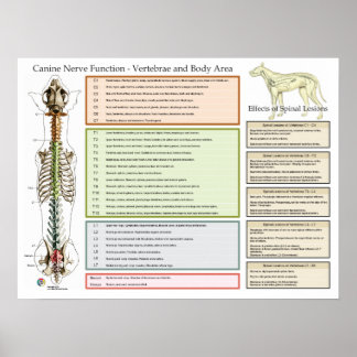 Canine Dog Spinal Nerves Function Veterinary Poster
