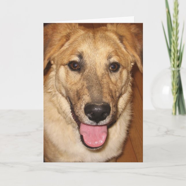 Canine Vet Graduate Congratulations on Graduation Card (Front)