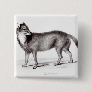 Canis Antarcticus 15 Cm Square Badge