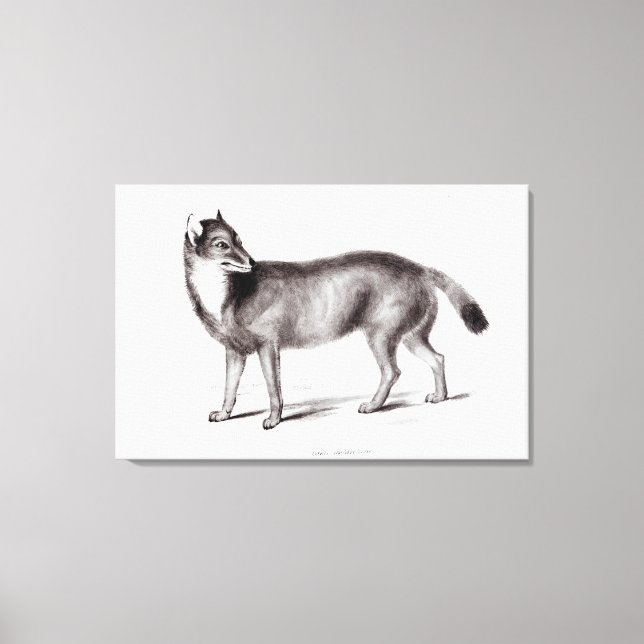 Canis Antarcticus Canvas Print (Front)