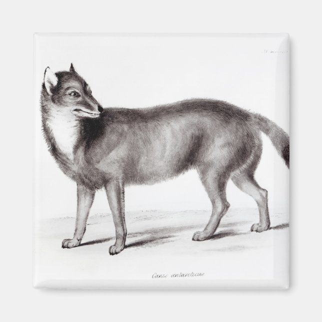 Canis Antarcticus Magnet (Front)