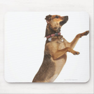 Canis familiaris 2 mouse mat