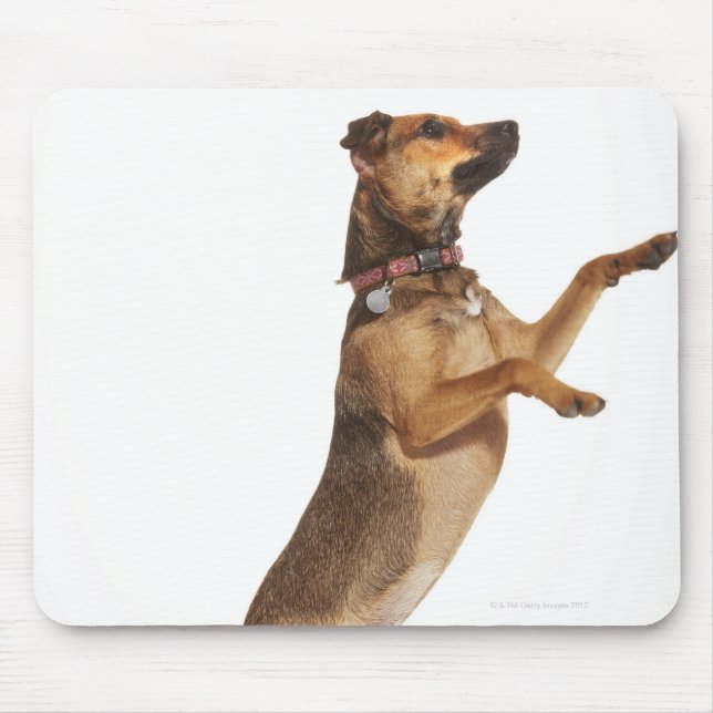 Canis familiaris 2 mouse mat (Front)