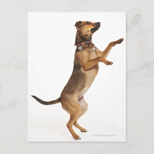 Canis familiaris 2 postcard (Front)