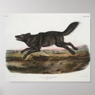 Canis lupus, Black American Wolf. Male. Antique Poster