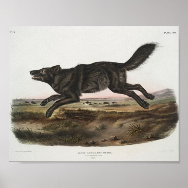 Canis lupus, Black American Wolf. Male. Antique Poster (Front)
