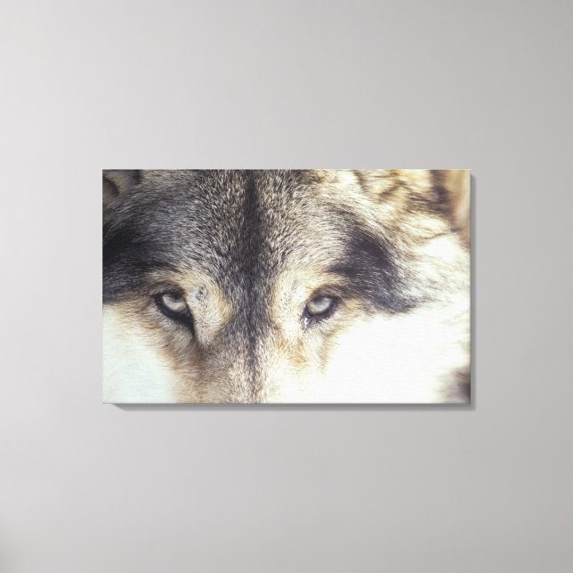 Canis Lupus Canvas Print (Front)