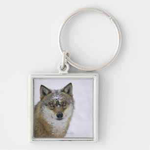 Canis lupus, Looking at Camera, Germany, Europa Key Ring