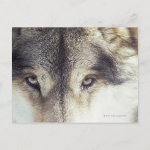 Canis Lupus Postcard