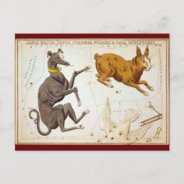 Canis Major, Lepus, Columba Noachi & Cela Sculptor Postcard (Front)