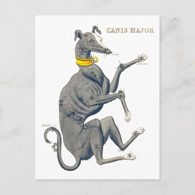 Canis Major Vintage Star Map Postcard (Front)