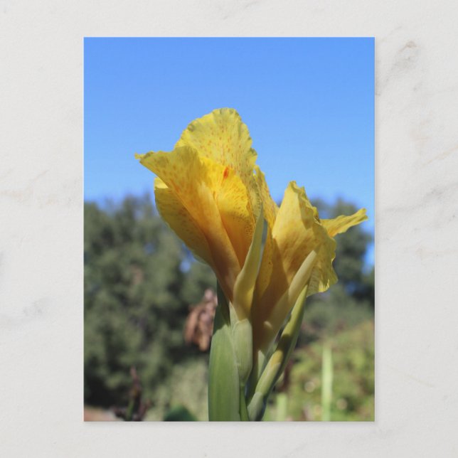 Canna # 2 postcard (Front)