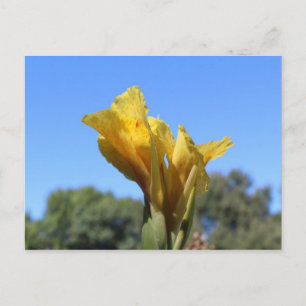 Canna # 3 postcard