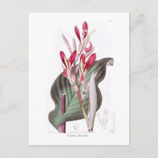 Canna discolour postcard