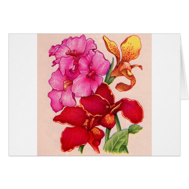 canna flowers (Front Horizontal)