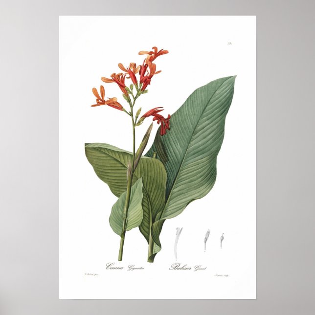 Canna gigantea poster (Front)