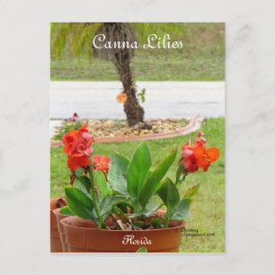 Canna Lilies flowers florida Postcard