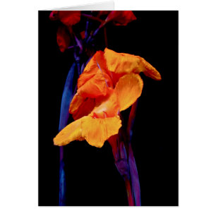 Canna Lilies on Black With Blue